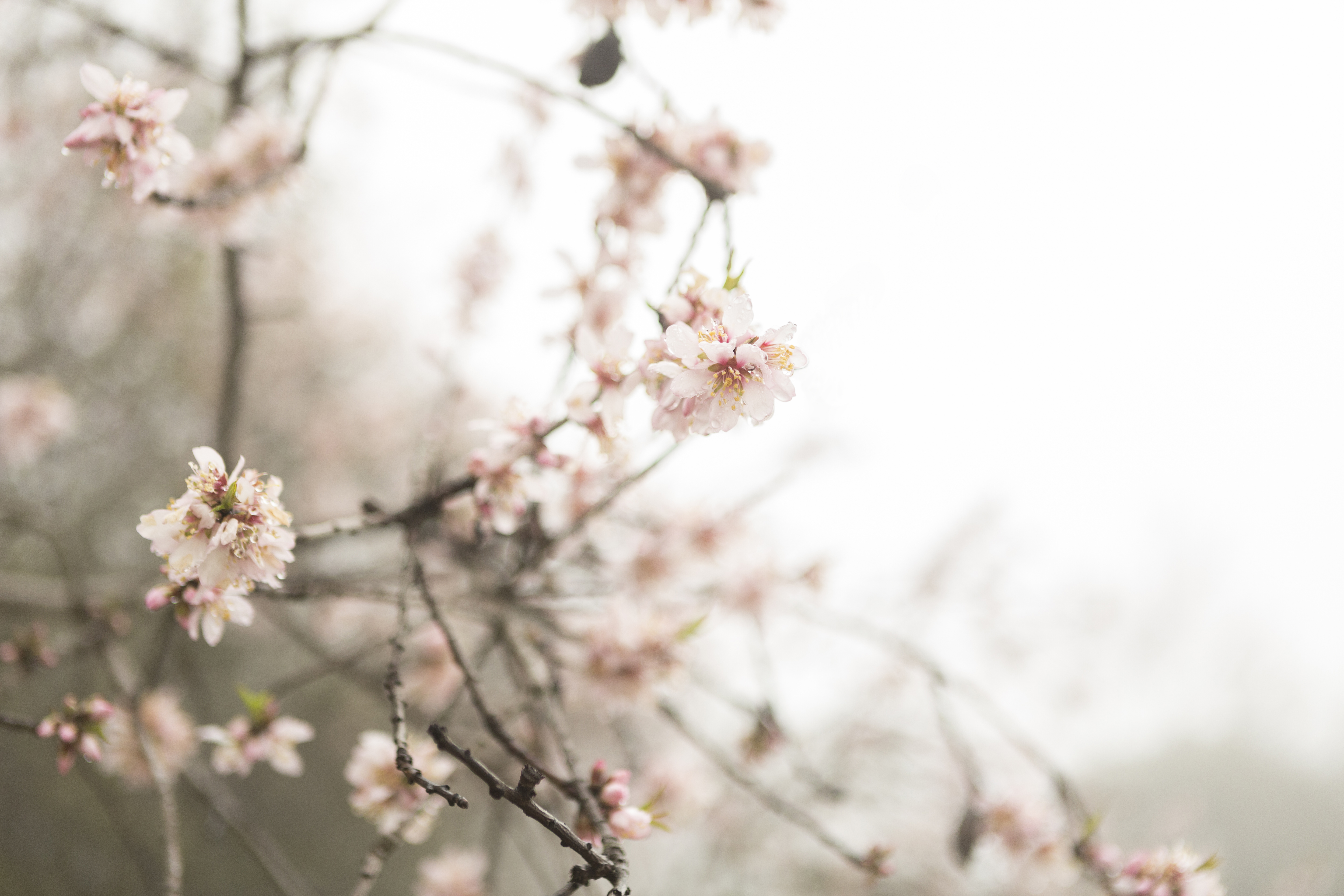 Cherry blossoms — second spring